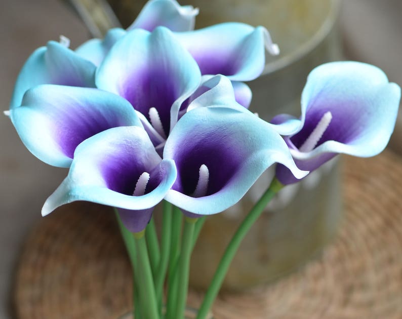 10 Aqua Blue Purple Picasso Calla Lilies Real Touch Flowers - Etsy