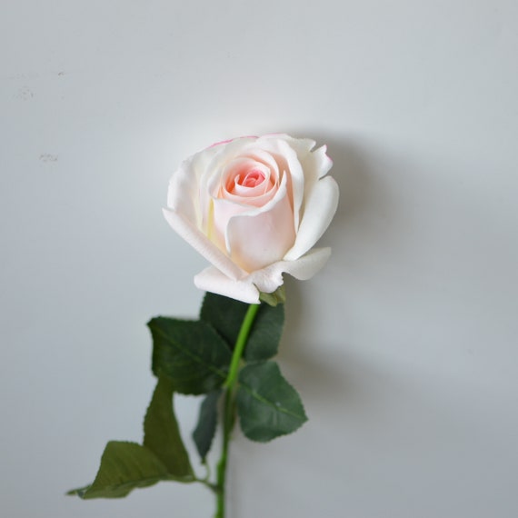 Open Roses Center Open Roses Flower