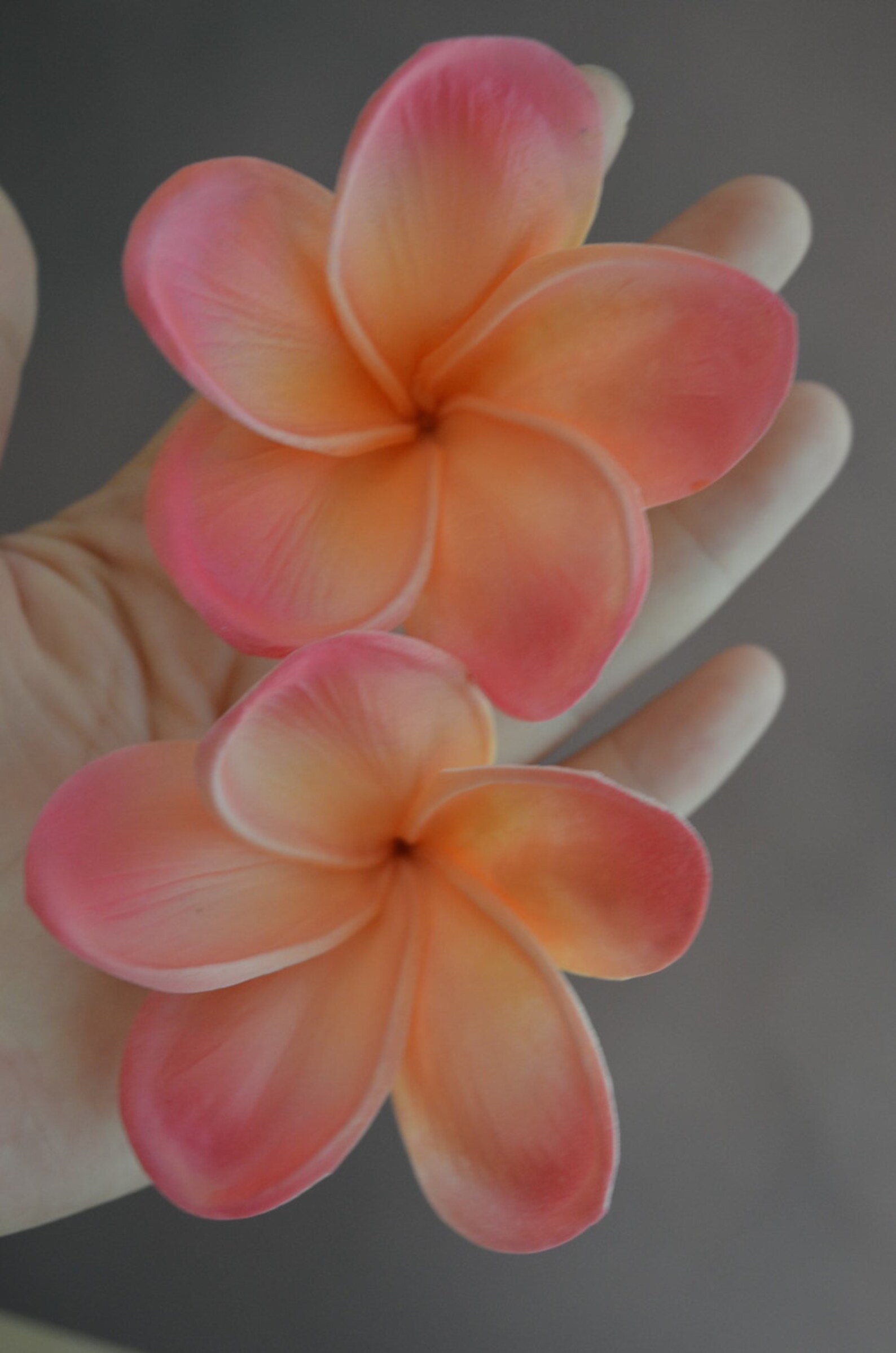 Light Coral Frangipani Plumerias Natural Real Touch Flowers Etsy