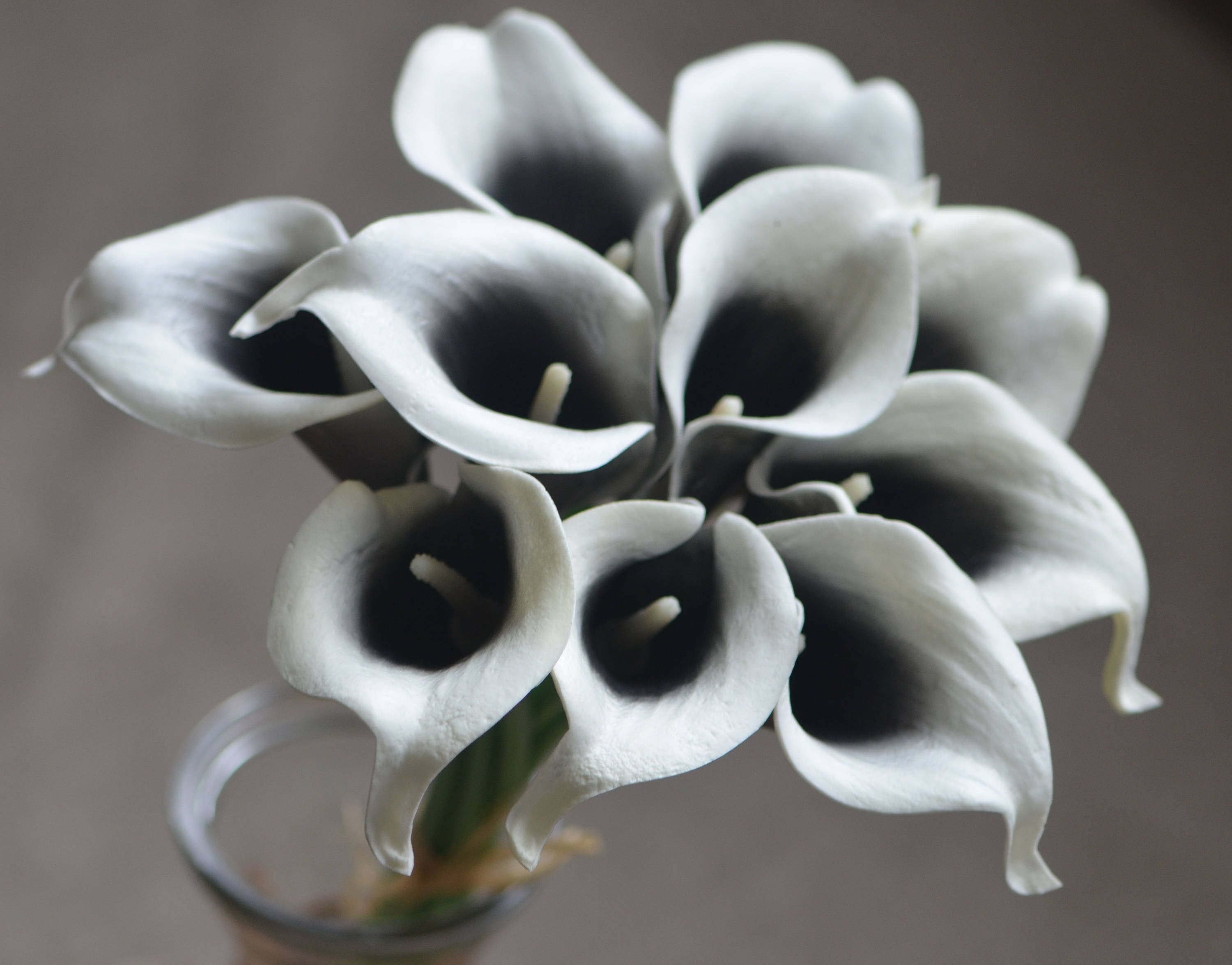 Black sale calla lily