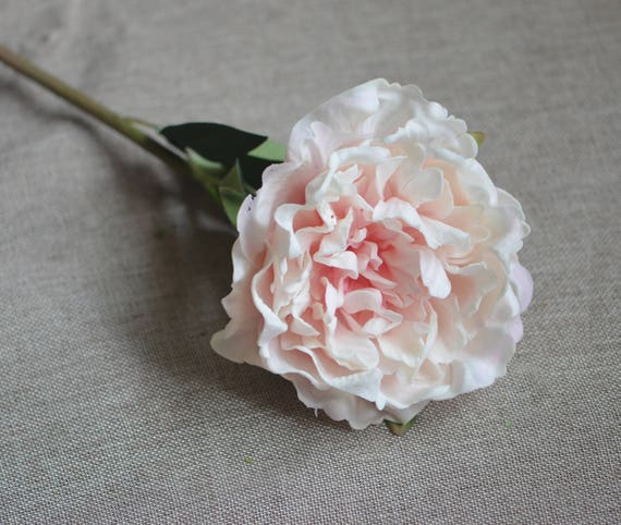 Light pink sale peonies