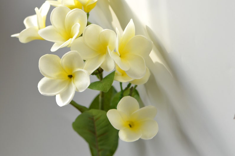 DIY Wedding Centerpieces Ivory Yellow frangipani Plumerias Stems Natural Real Touch Flowers For Silk Bridal Bouquet image 3