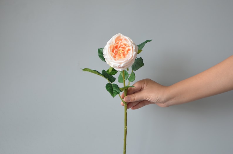 Faux Austin Roses Real Touch Roses Blush Cream Ivory Silk Etsy Canada