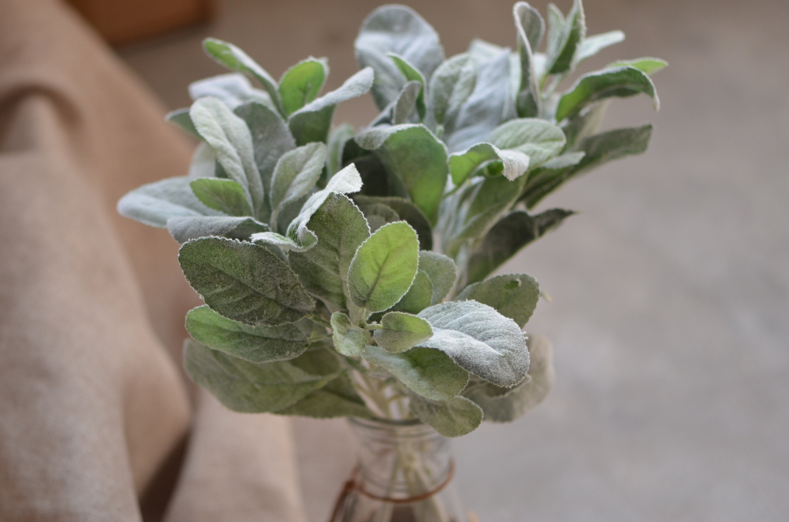 Lambs Ear Flocked Leaves Artificial Greenery Dusty Miller Etsy