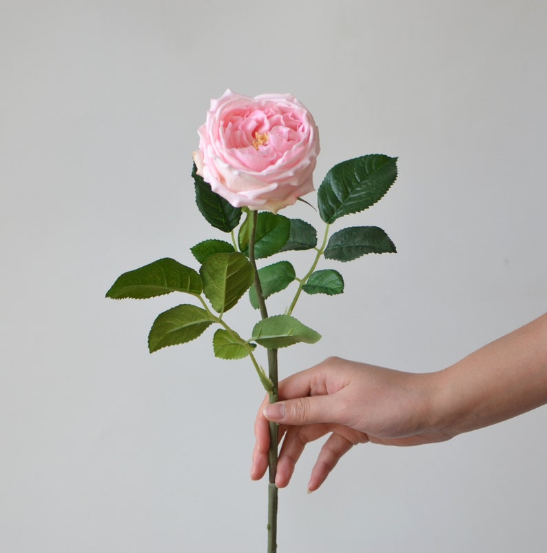 Pink Austin Cabbage Roses Garden Roses Real Touch Roses Etsy