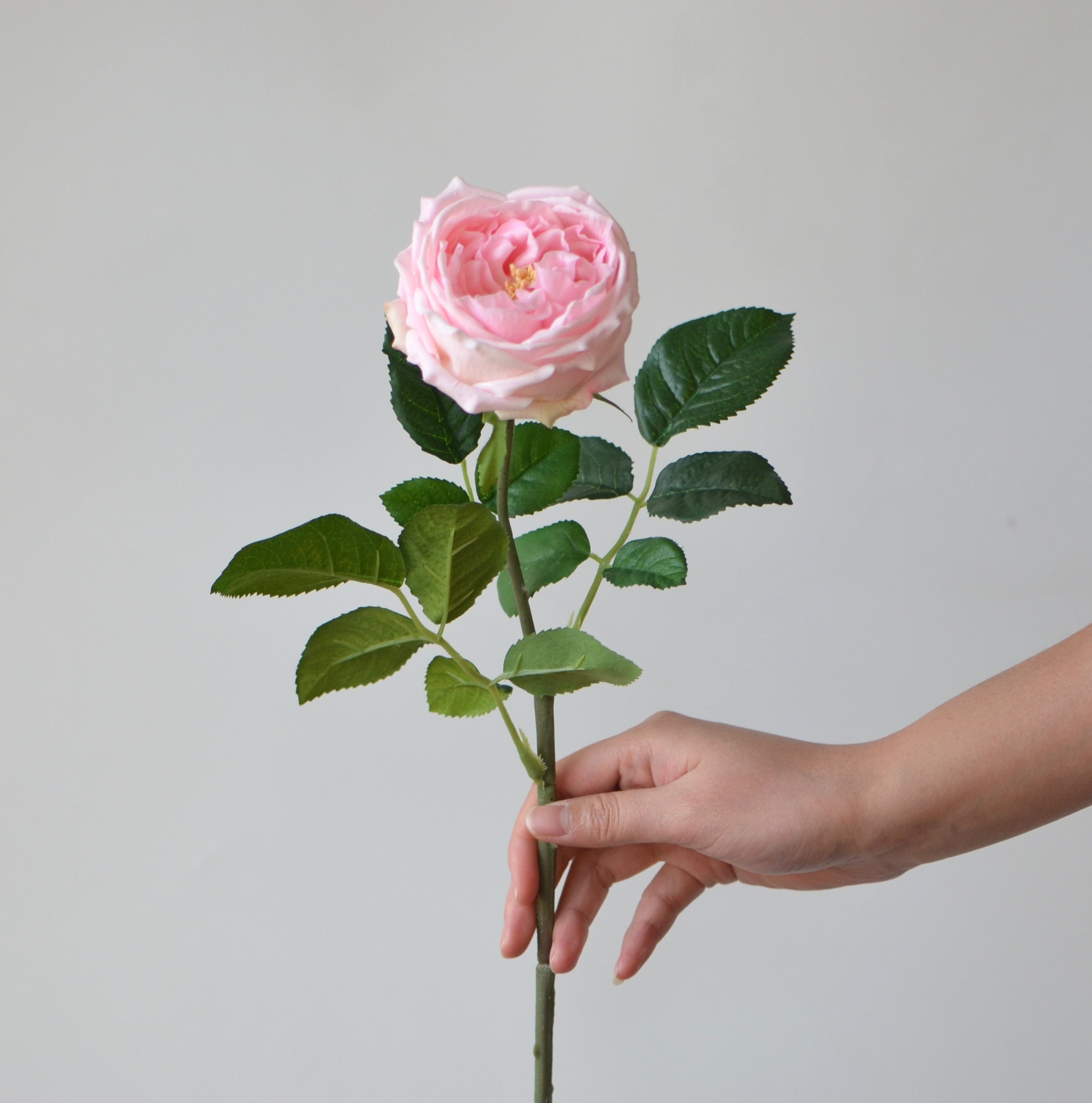Pink Austin Roses 24