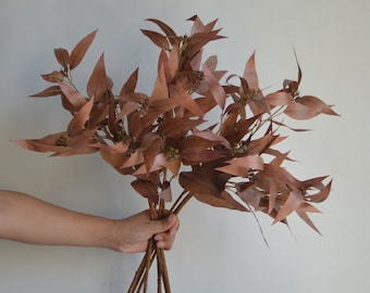 May include: A bundle of dried eucalyptus branches with brown leaves and stems. The leaves have a pointed shape and are arranged in a natural, organic way. The stems are held together, creating a full, textured appearance.