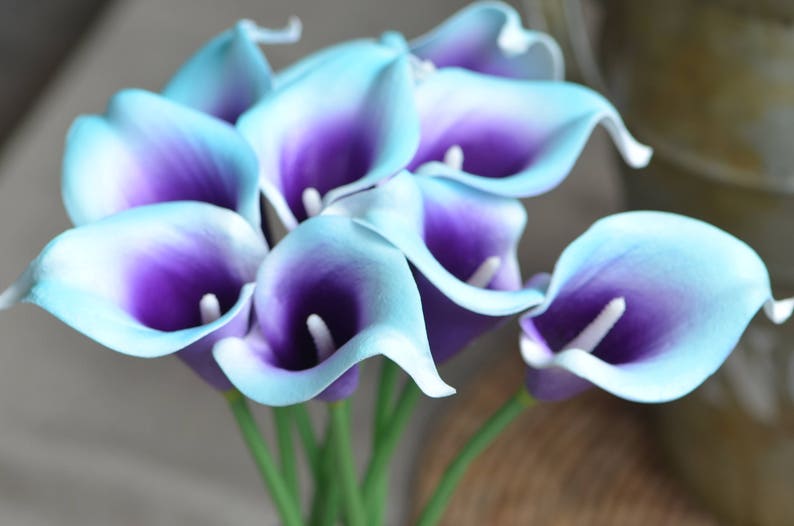 10 Aqua Blue Purple Picasso Calla Lilies Real Touch Flowers - Etsy