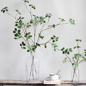 Op de afbeelding: Twee heldere glazen vazen met groene, bladerrijke takken. De grotere vaas is hoger en breder dan de kleinere vaas. De takken zijn in een natuurlijke, vloeiende stijl gerangschikt.