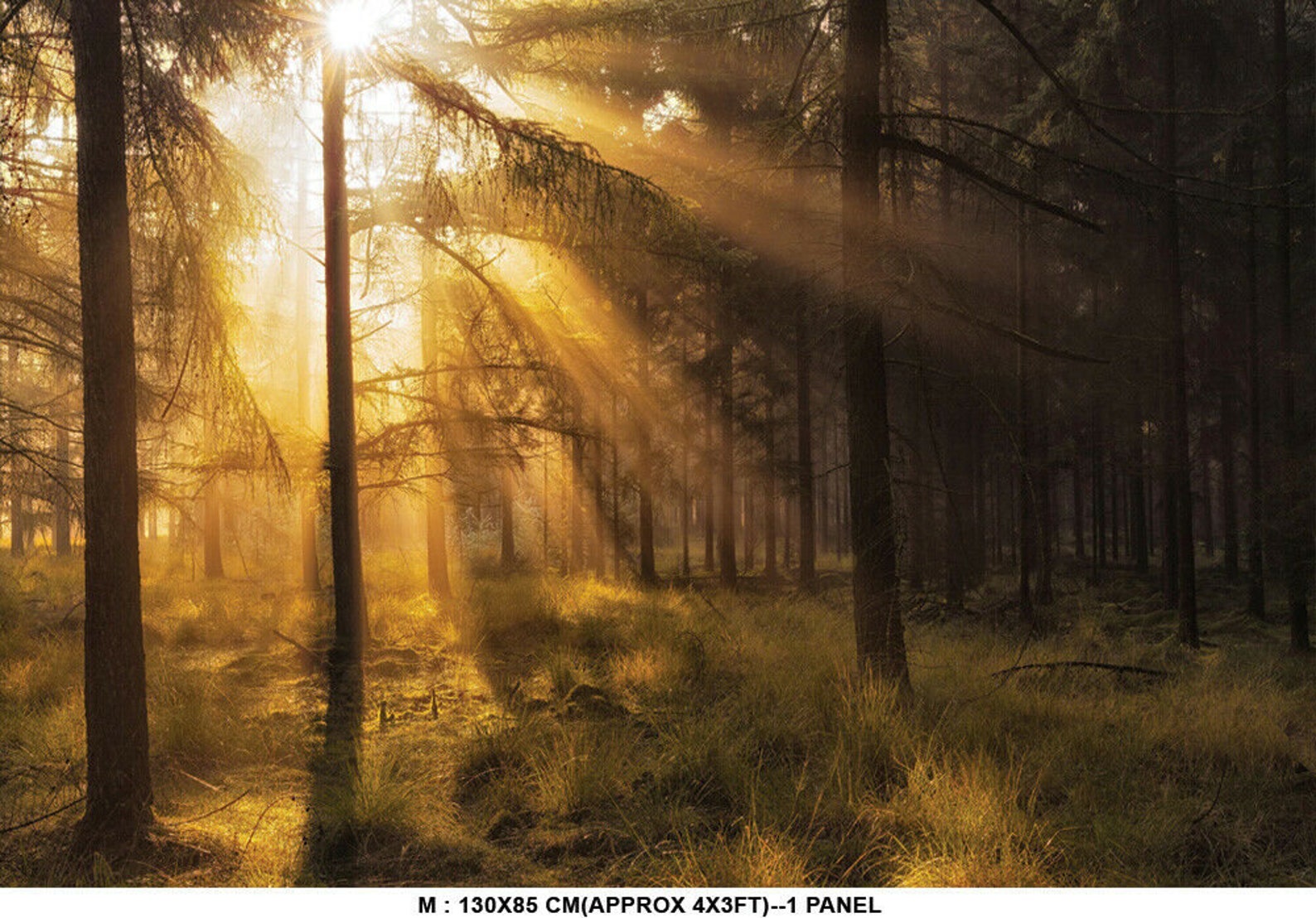 Trees Sunlight Daylight Forest Plants Nature Wallpaper Mural Photo Room ...