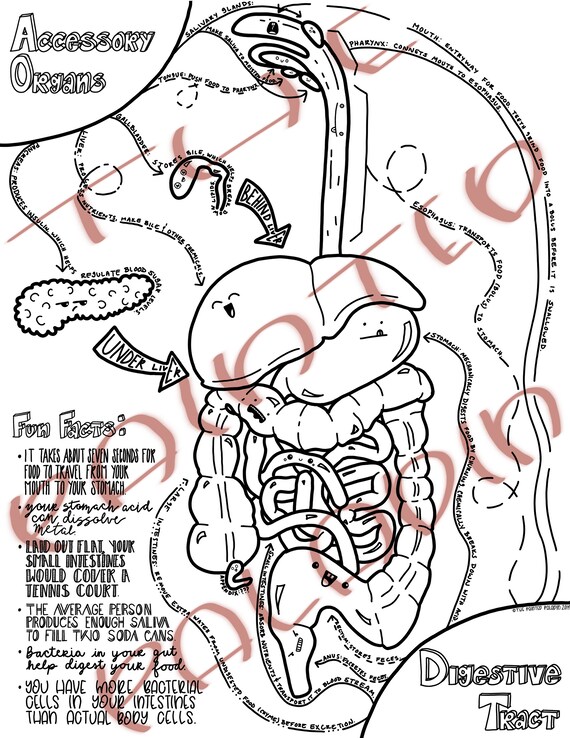 Digestive System Coloring Sheet Fun Science Etsy Digestive System Coloring Sheet Fun Science Etsy