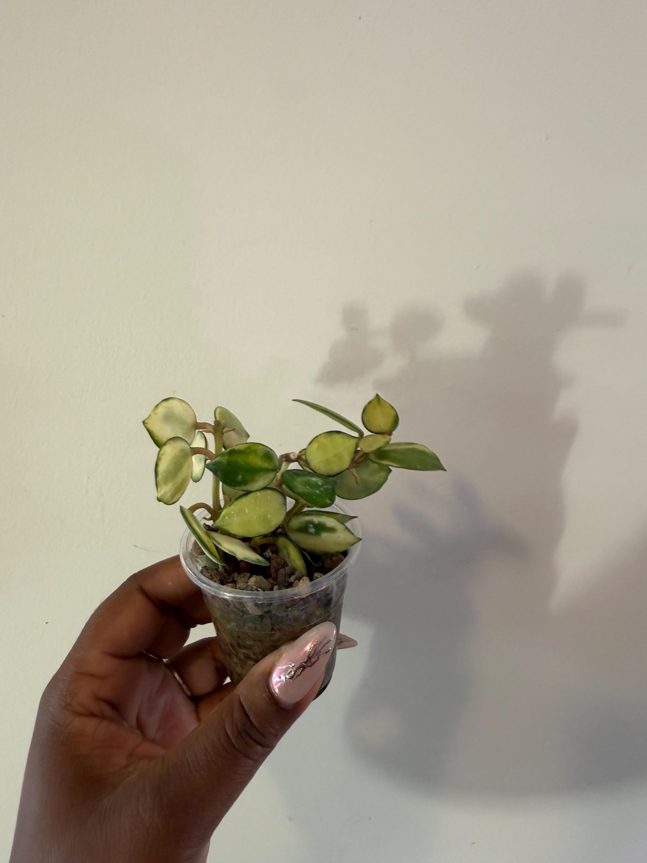 ホヤ　ラクノーサ クイーンミドリ Hoya lacunosa 'Queen Midori' – Hoya Cuttings