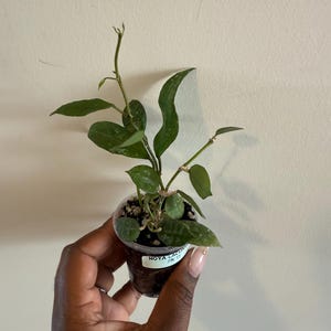 Hoya lacunosa FN13