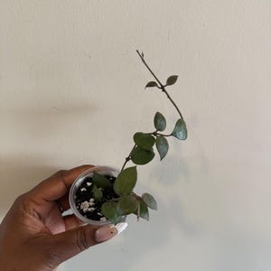 Hoya lacunosa Indonesia