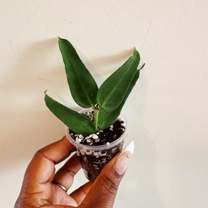 Hoya pandaurata dark form