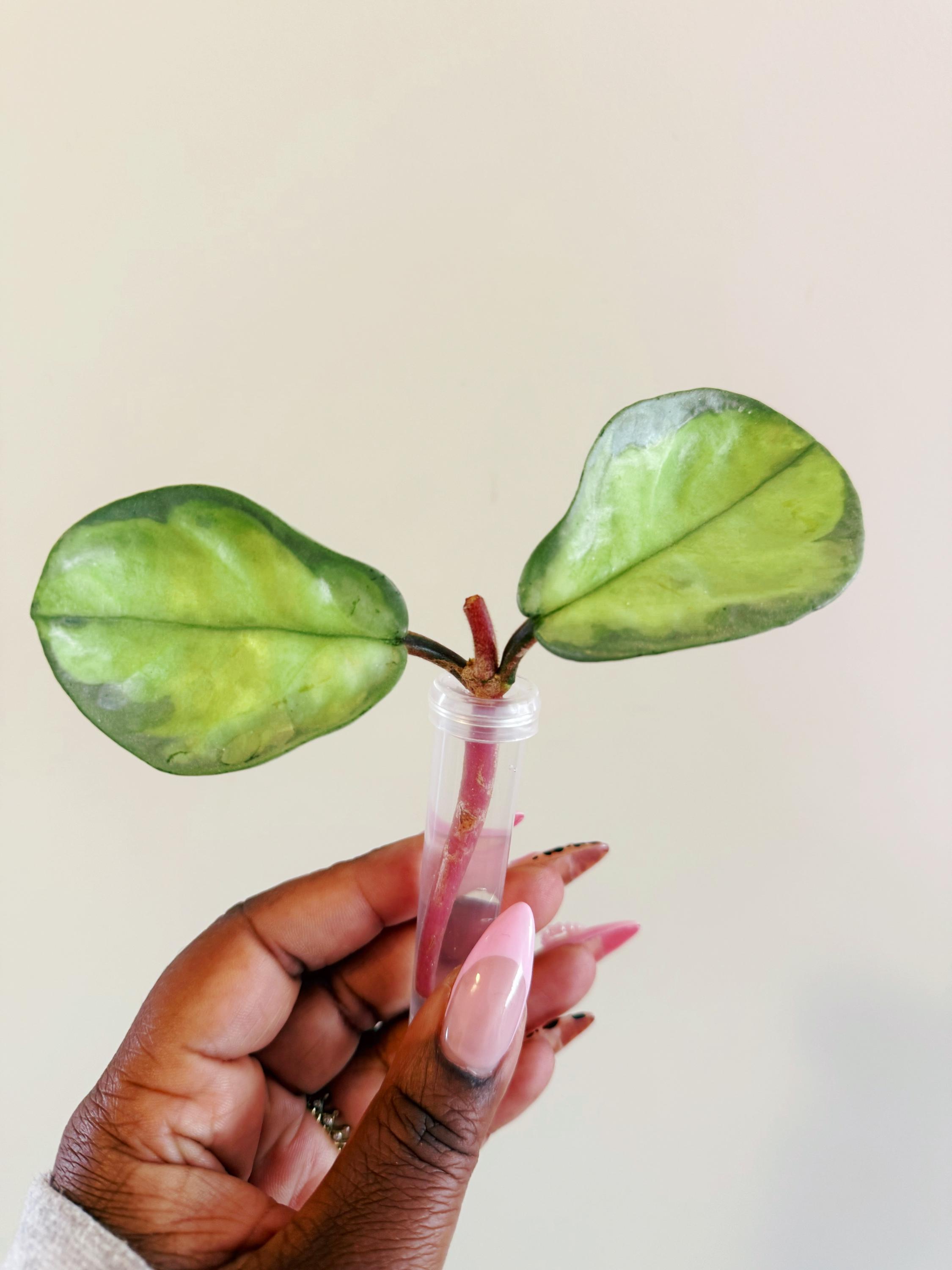 Hoya Argentea Princess - Etsy Hoya Argentea Princess - Etsy