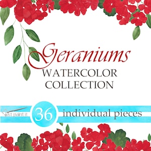 Geraniums Watercolor ClipArt