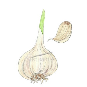 Garlic Watercolor Illustration Vegetable Art Print image 2