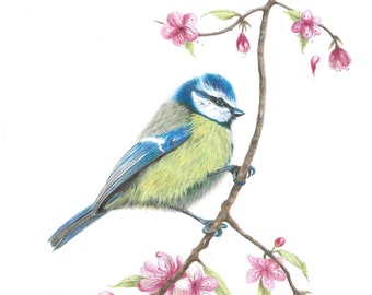 Blue Tit original drawing