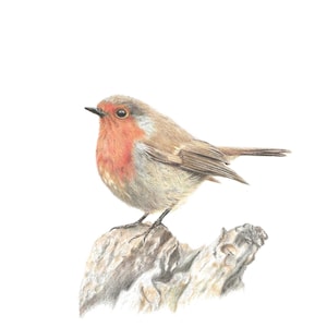 Robin Print | Bird drawing | | British garden birds