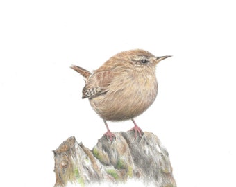 Wren bird original drawing | Bird drawing | | British garden birds