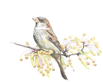 Sparrow original drawing | Bird drawing |  British garden bird | Bird wall art