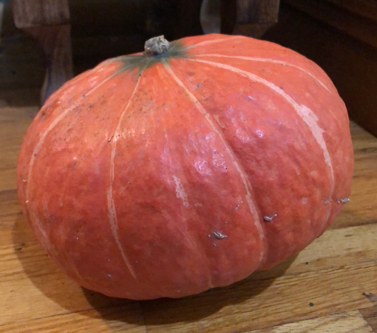 Sunshine Kabocha Squash Seeds Etsy