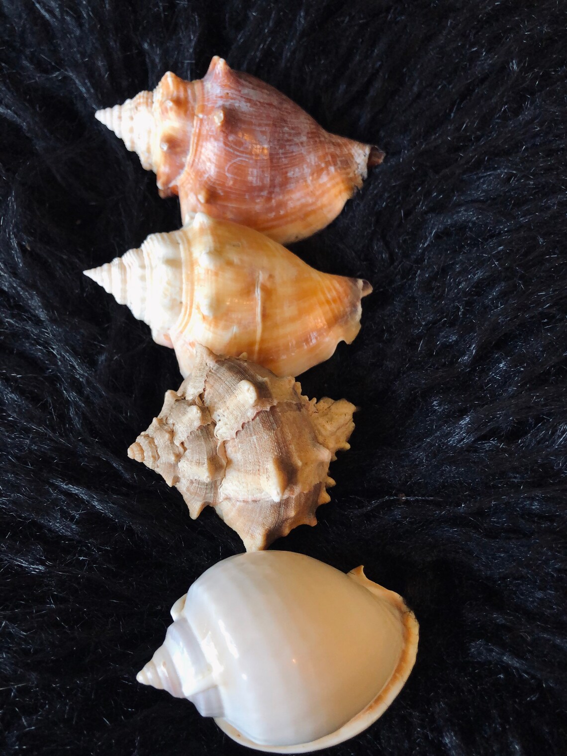 Conch Seashells Fighting Florida Conch Mix Etsy
