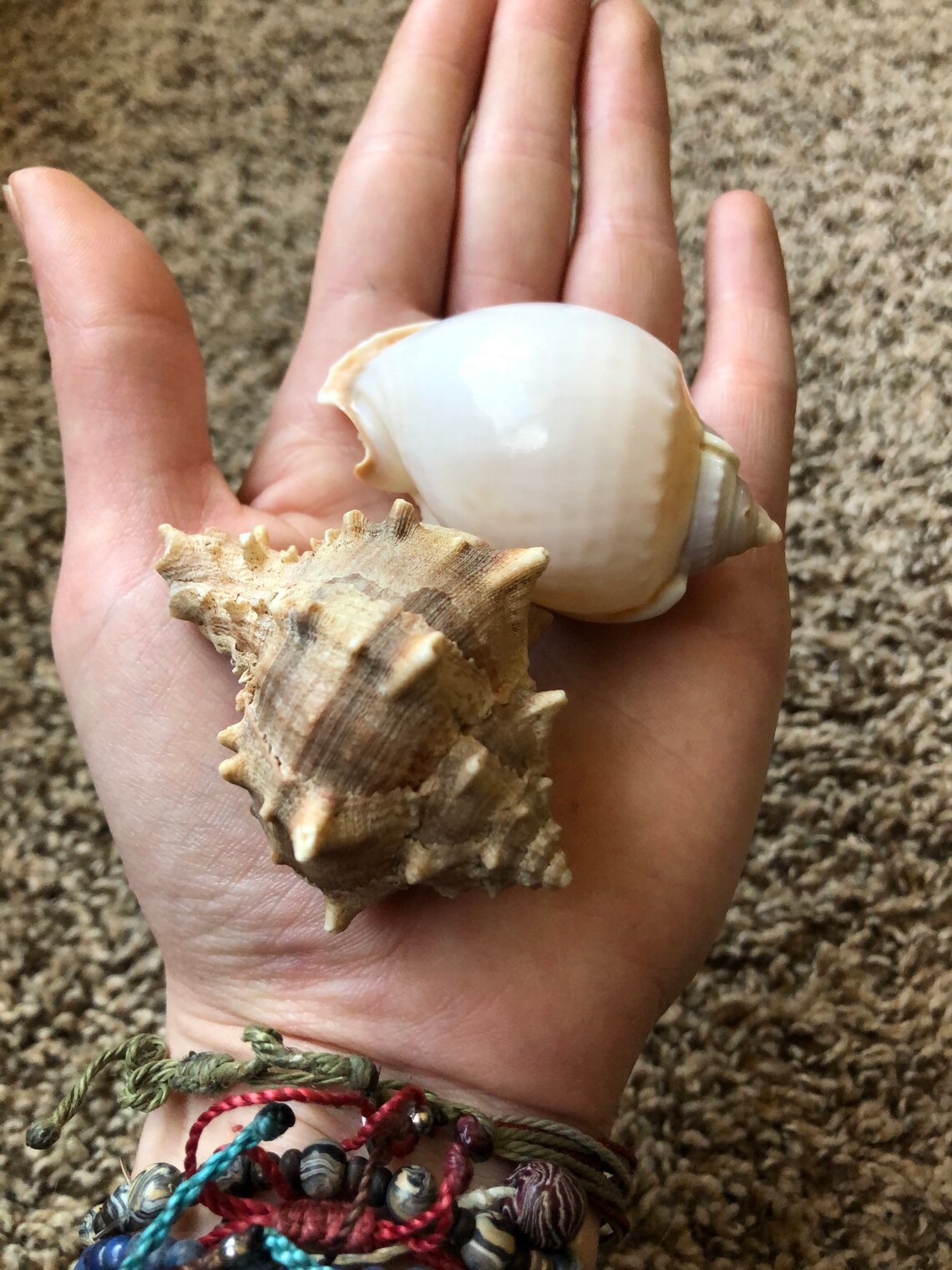 Conch Seashells Fighting Florida Conch Mix Etsy