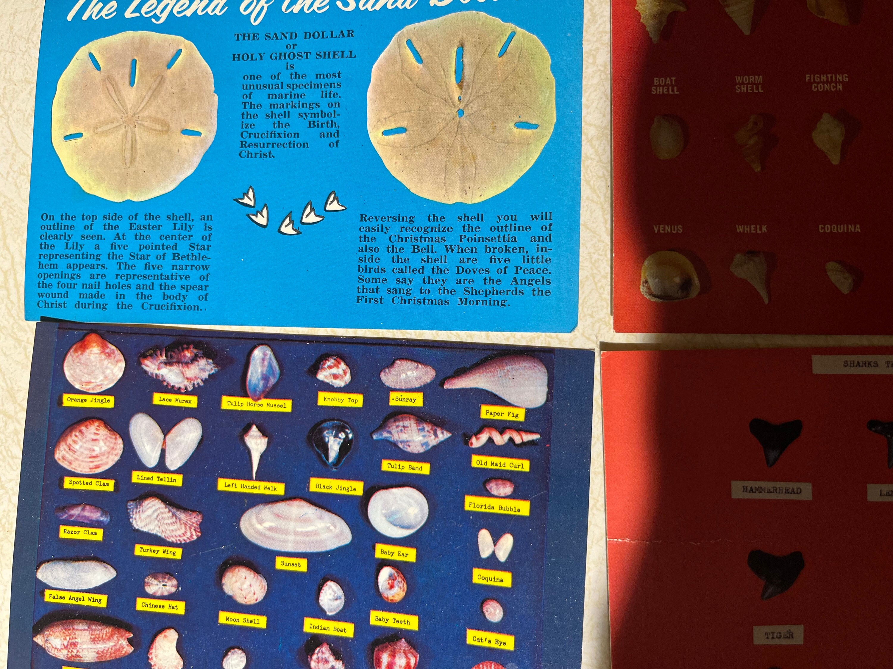 Vintage Seashell Postcard Curiosity Set - Etsy