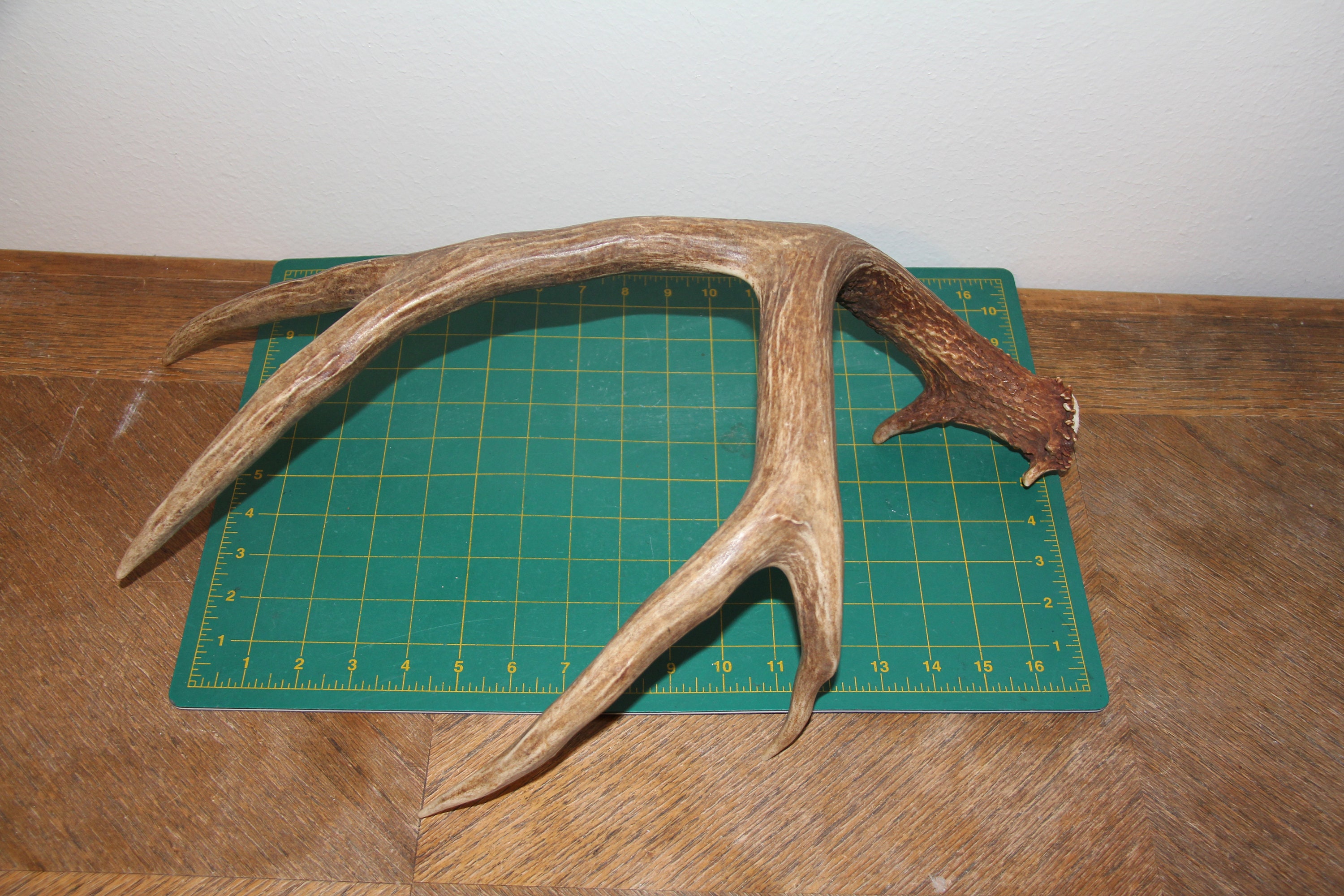 Single 16 Large Beautiful 5 pt. Mule Deer Shed Antlers sheds Etsy