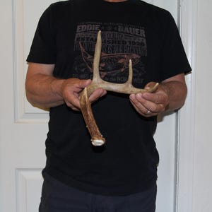 May include: A light brown deer antler with multiple points, held in front of a person. The antler has a rough texture and varying shades of brown. The person is wearing a black t-shirt.