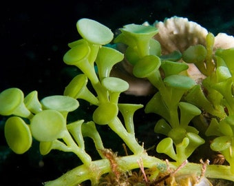 Live Saltwater Plant Marine Macro Algae Caulerpa Racemosa With Live Copepods