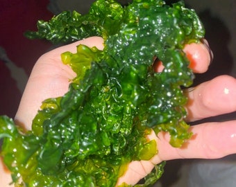 Live Saltwater Refugium Plant Ulva Sea Lettuce Frag Chaeto With Live Copepods and Amphipods