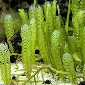 May include: Close-up of vibrant green seaweed with delicate, feathery fronds. The seaweed has a unique, layered structure with white tips, creating a striking contrast. The image showcases the intricate details of the underwater plant life.