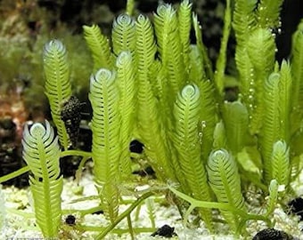 6-8 inches Live Saltwater Plant Refugium Mexican Fern Caulerpa Macro Algae Green