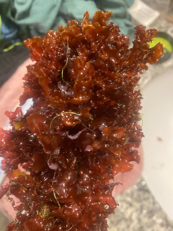 35 Inches Live Saltwater Plant Refugium Red Macro Algae Etsy