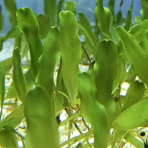 May include: Close-up of vibrant green aquatic plants with elongated, leaf-like structures. The plants have a smooth texture and are densely packed together, creating a lush, underwater scene. The image is well-lit, highlighting the bright green color of the plants.
