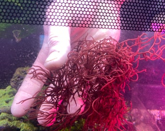Live Saltwater Macro Algae Red Hayi Gracilaria 3-4 inches Rare Decorative Live Copepods