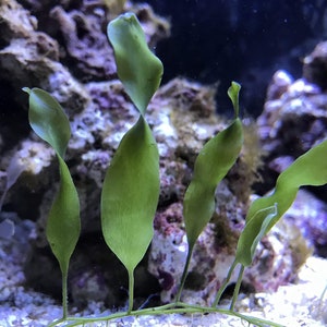 May include: Close-up of green seagrass blades in an aquarium. The blades have a twisted, ribbon-like appearance, with a smooth texture and a vibrant green color. The background shows rocks and other aquatic elements.