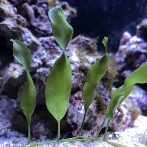 10-15 inches/10 blades Saltwater Plant Refugium Caulerpa Prolifera of roots runners Macro Algae Live Copepods. image 3