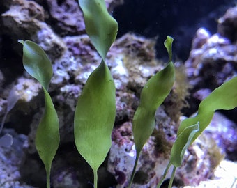 4 inches/3-5 Leaves Blades Caulerpa Prolifera Macroalgae Frag Live Marine Plant Coral Reef Refugium Sump Display
