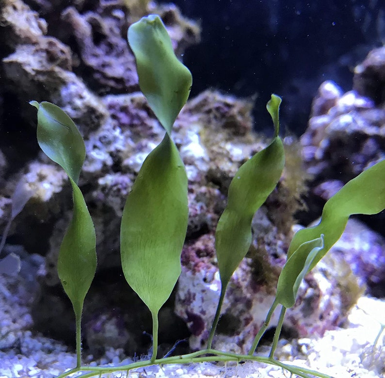 10-15 inches/10 blades Saltwater Plant Refugium Caulerpa Prolifera of roots runners Macro Algae Live Copepods. image 3