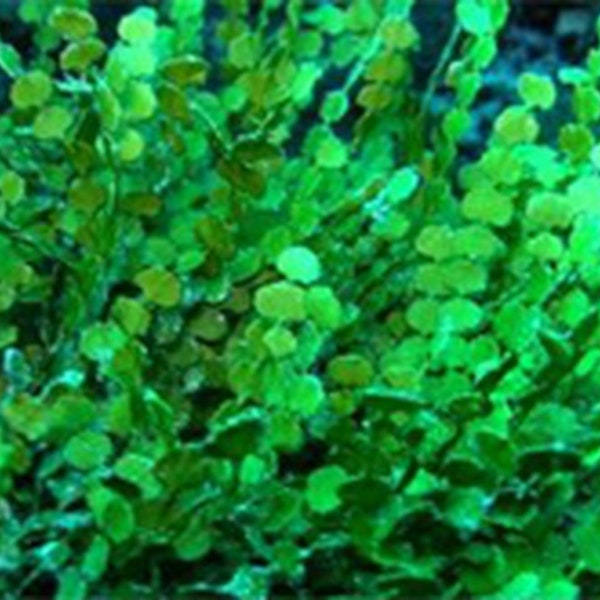 Live Saltwater Plant Marine Macro Algae Halimedia Reef Tank Frag with Live Copepods