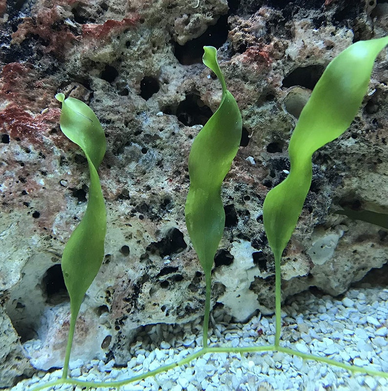 10-15 inches/10 blades Saltwater Plant Refugium Caulerpa Prolifera of roots runners Macro Algae Live Copepods. image 4