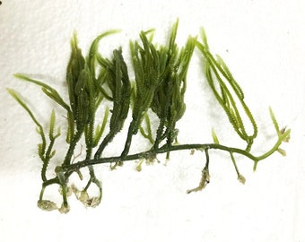 Live Saltwater Plant Macroalgae Caulerpa Cactus Refugium Marine 6-8 inches with Live Copepods