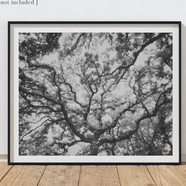 Tree Art Print Photography Black and White Artwork Living Room Decor Tree of Life Art Print Oak Tree Print Tree Artwork Office Home Decor