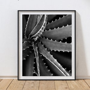 Aloe Vera Art Print Succulent photography wall art Desert Wall Decor Southwestern Boho Decor Cactus art print Black and White Photography