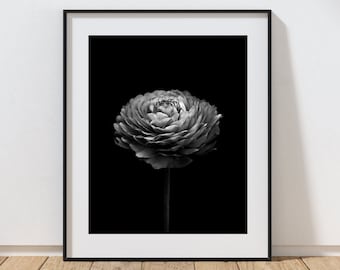 Ranunculus Art Print, Black and White Photography, Floral Print, Black Botanical Print, Modern Wall Art, Fine Art Photography, Minimalist