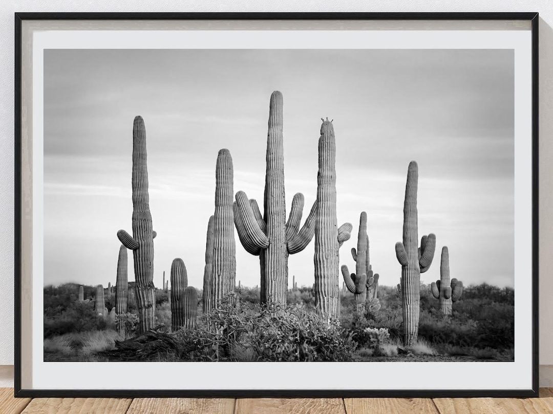 Saguaro Cactus Print Black and White Photography Saguaro National Park ...